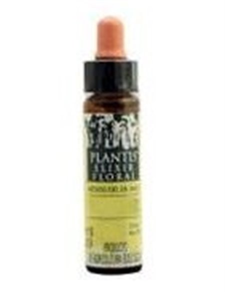Beech Plantis Flores De Bach Nº 03 10Ml. de Artesania