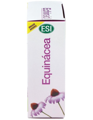 Echinaid 60Cap. de Trepatdiet-Esi