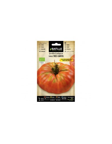 Semillas Tomate Tres Cantos de Batlle  Calidad y Rendimiento