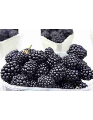 Moras Ecológicas 125G* Sin Pesticidas Garantizado 125G de Comptoirs & Compagnies