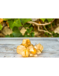 Physalis Ecológico 125G* Sin Pesticidas Garantizado 125G de Comptoirs & Compagnies