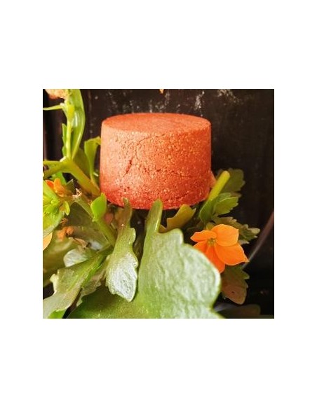 Champu Solido Cabellos Rojizos 85Gr. de Nitx