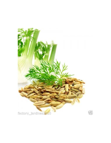 Hinojo Fruto Bolsa 40 g Planti Artesanía Natural y Fresco