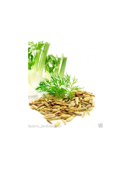 Pack 4x3 Hinojo Fruto 40g Planti Artesanía Natural