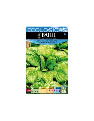 Semillas Espinaca Gigante de Invierno Batlle  Cultiva Saludable