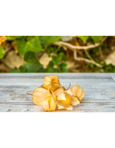 Physalis Ecológico 400G Sin Pesticidas – Calidad Garantizada