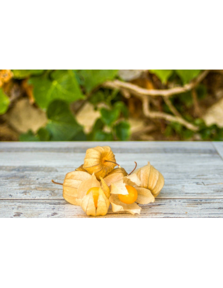 Physalis Ecológico 400G Sin Pesticidas – Calidad Garantizada